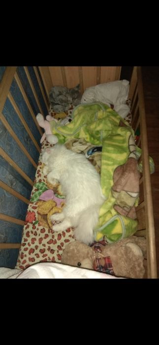 Мей-кун, Коне-корса, Алабай