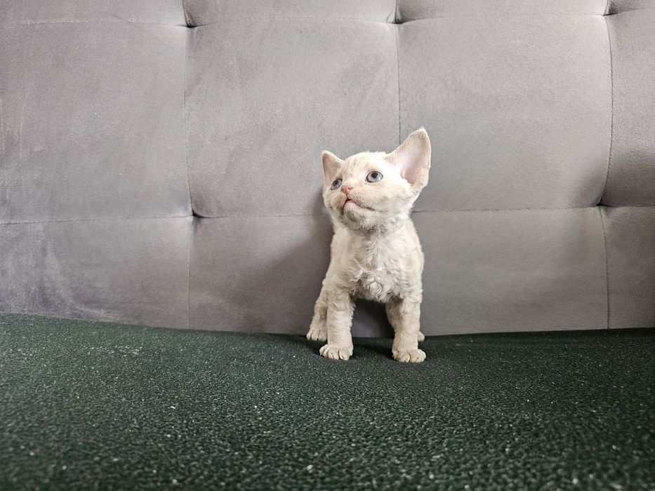 Kociak Devon rex, rodowód FPL