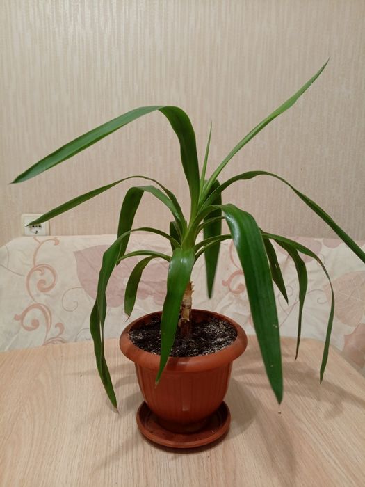 Домашние цветы Юка