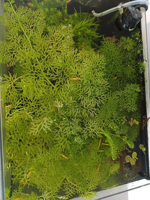 Ceratopteris Thalictroides