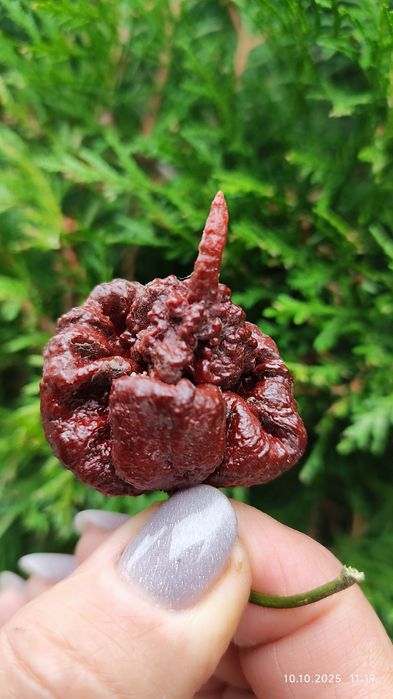 Carolina Reaper розсада