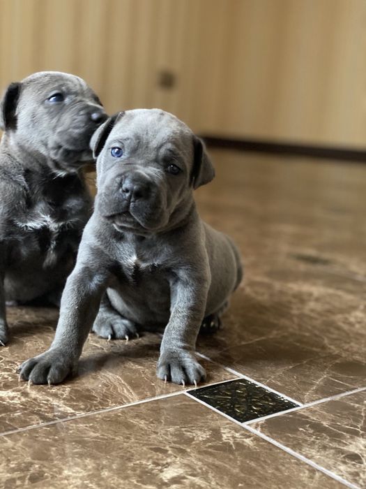 Весняні щеночки Cane corso-сірого окрасу