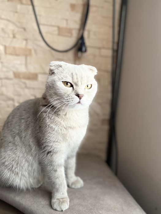 Шотландські висловухі кошенята