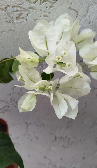 Бугенвілія  Bougainvillea  з цвітом