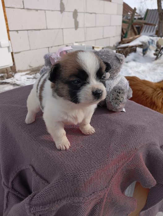 Пикинес  дівчинка