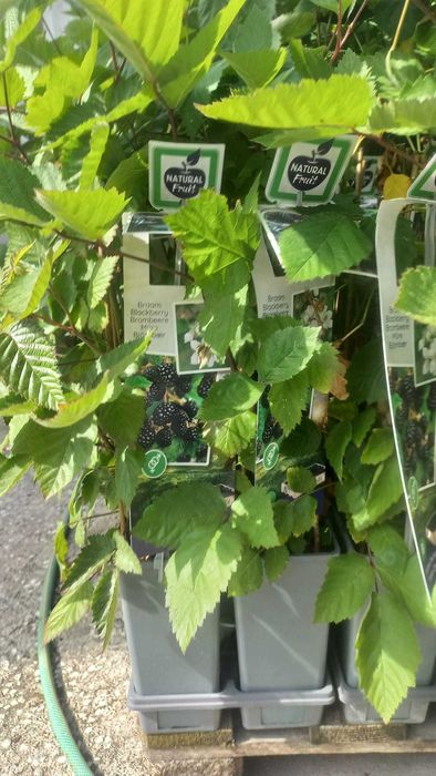 Vende se plantas de amoras com frutos (vasos 2L)