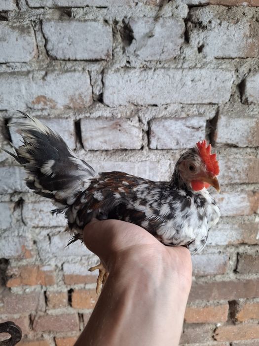 Koguty liliput cwerg