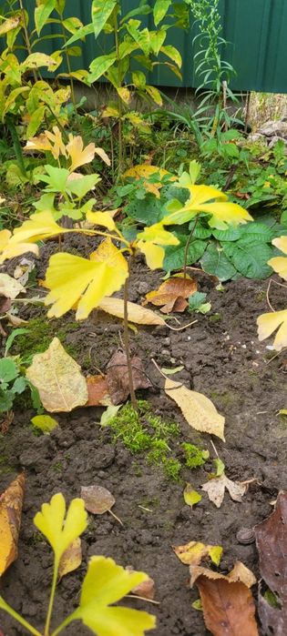 Гінкго Білоба,хвойне реліктове дерево.
