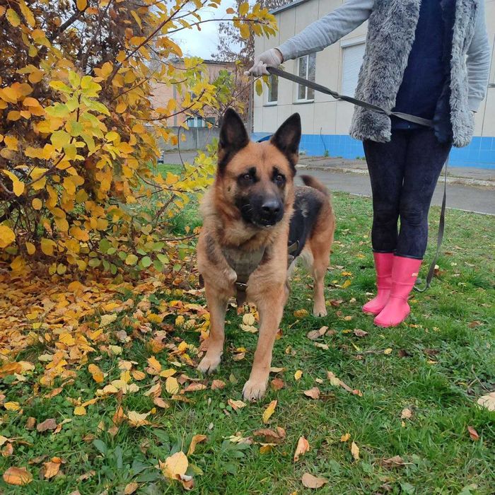 Німецька вівчарка, 4 роки, дівчинка, шукає дім.