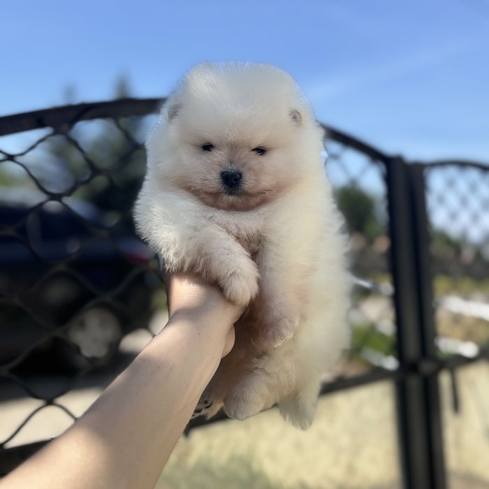 ляльковий ведмедик шоу классу