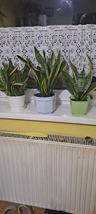 Sansewieria zeylanica i gwinejska (język teściowej]