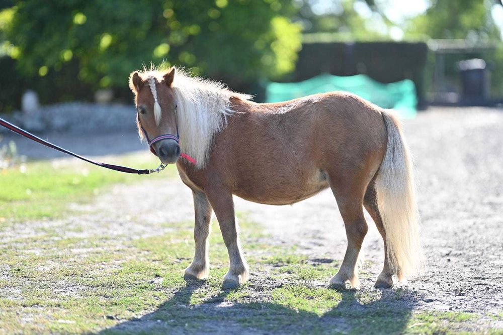 Klacz szetlandzka Fantazja, paszport IMNO