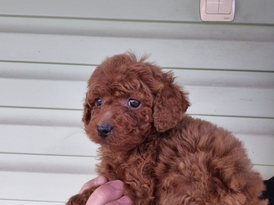 Пудель щенята пушистики