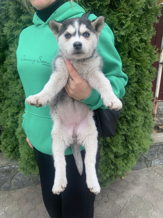 Продам щенят Хаскі