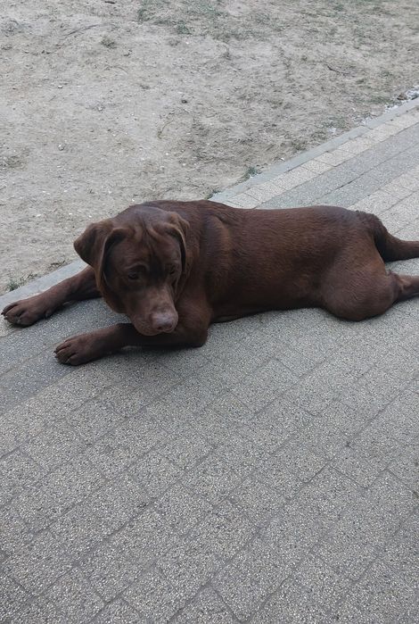 Labrador Retriever PIESEK