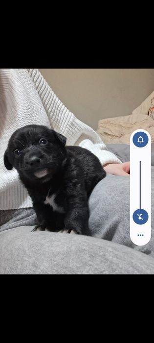 Oddam  za darmo  psy