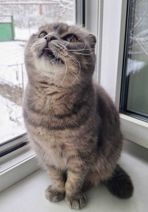 Шотландська висловуха кошечка Димка  тиха, ніжна, дуже гарна дівчинка