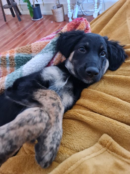 Cadela para adopção