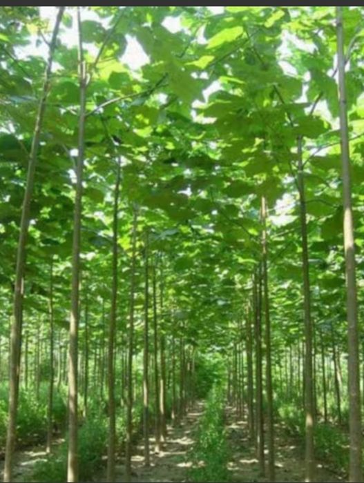 Sementes de paulownias