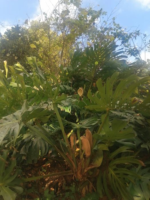 Fruto de Costela de Adão - ananás banana