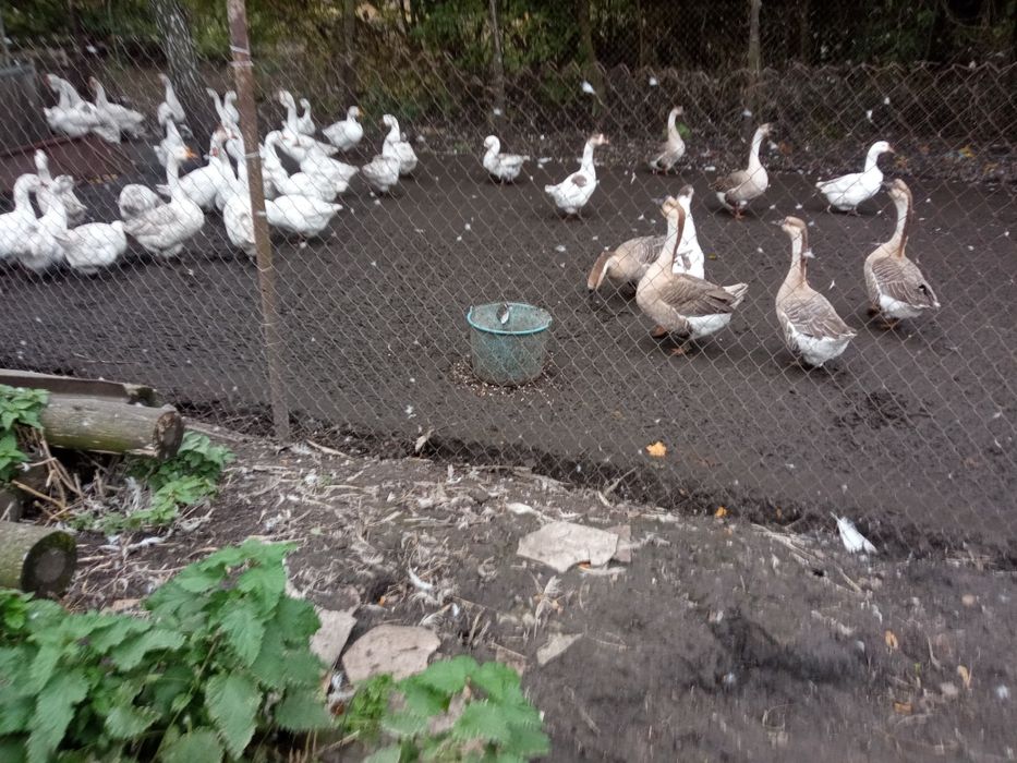Продам гуси, батьківське стадо.
