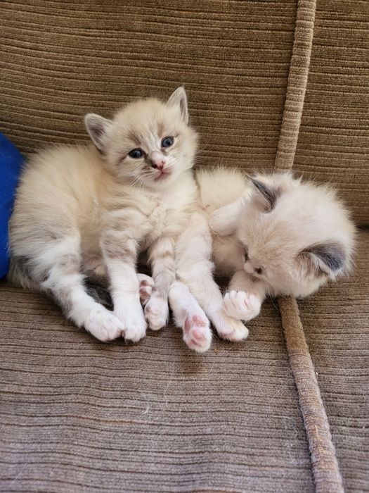 Vendo esses lindos bebés gatinhos