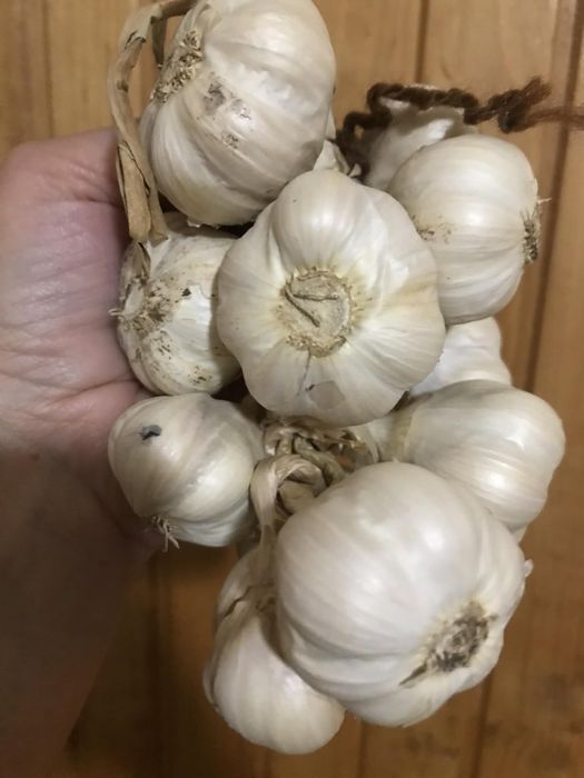 Czosnek - 2 zł główka