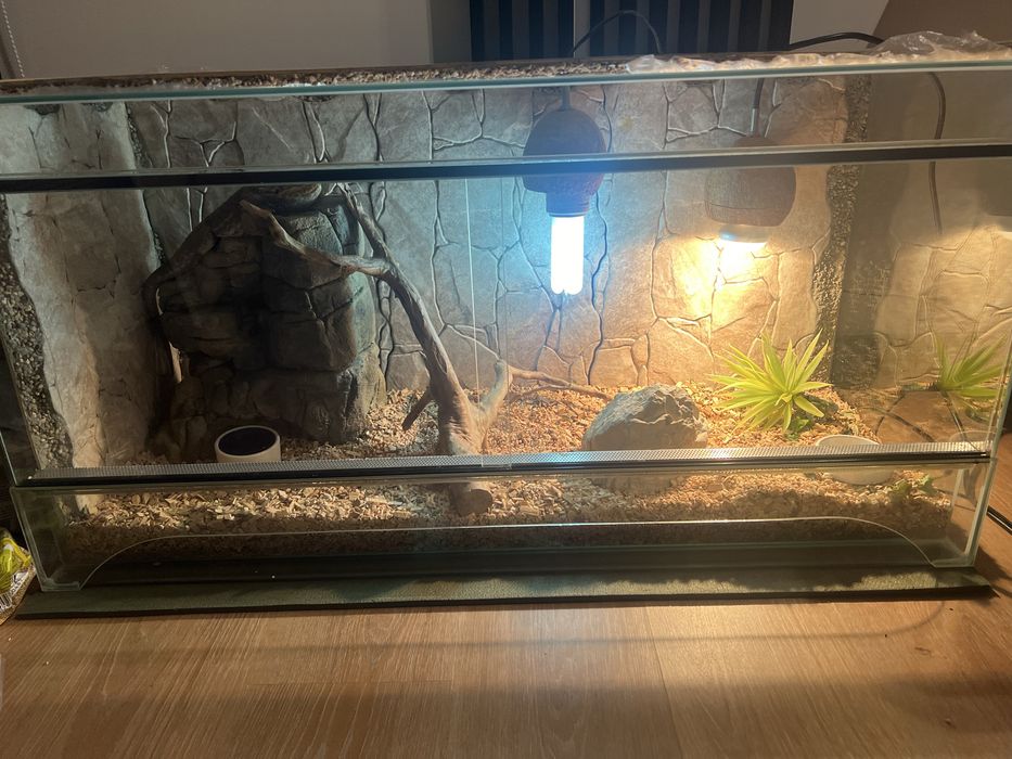 Terarium z agamą