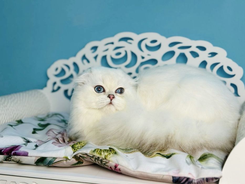 Висловухий шотландський котик