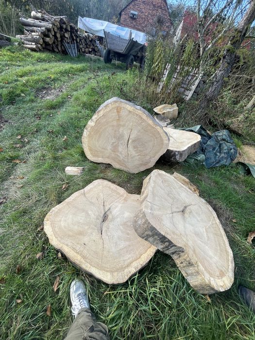 Plastry Dębowe 100cm