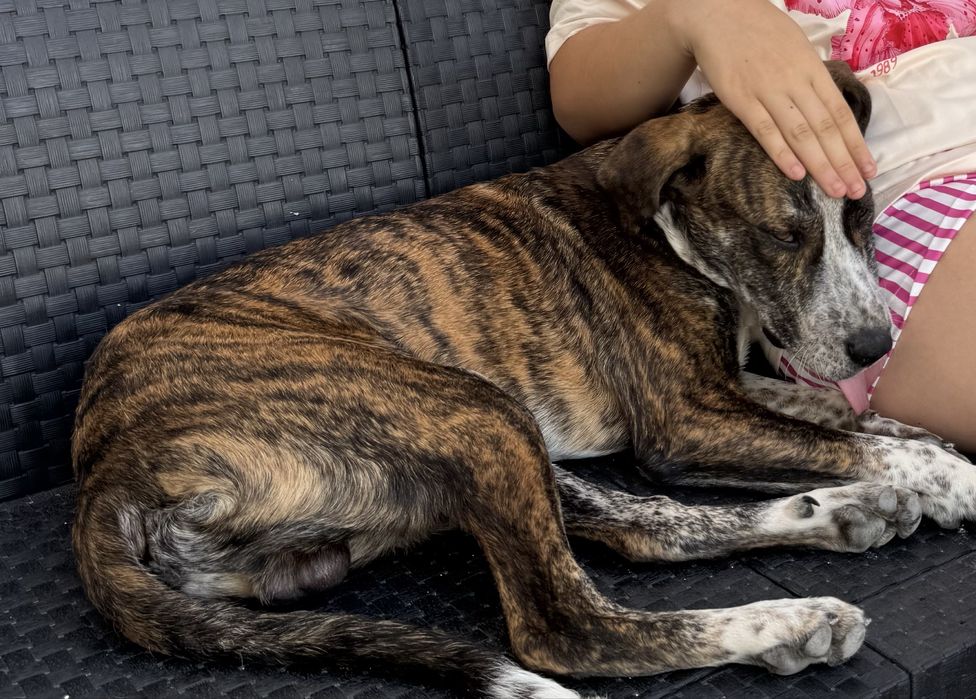 Cão para Adoção!