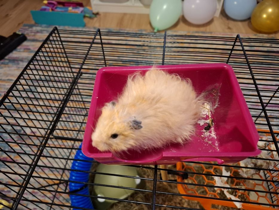 Chomiki syryjskie mlode