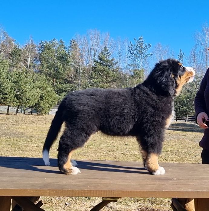 Berneński pies pasterski*piesek