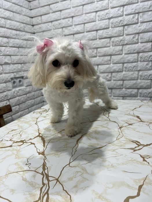 У продажі Красуня дівчинка Мальтіпу F1