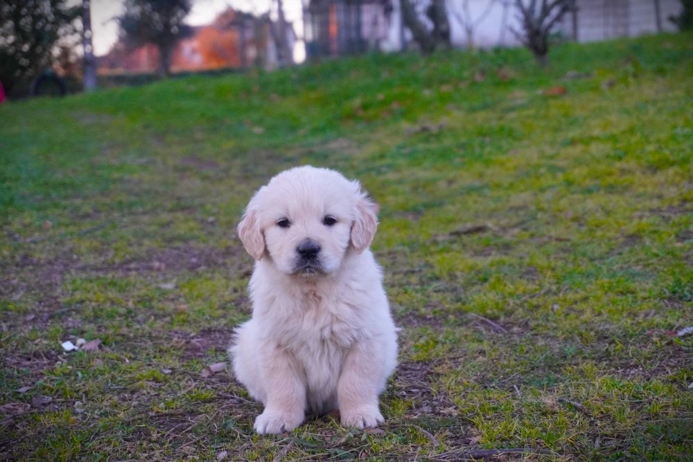 Golden Retriever com LOP e Afixo