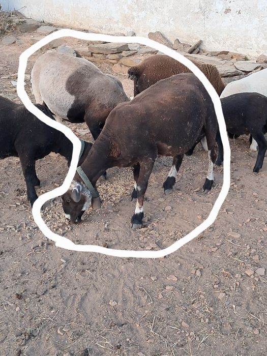 Duas ovelhas para venda ou troca