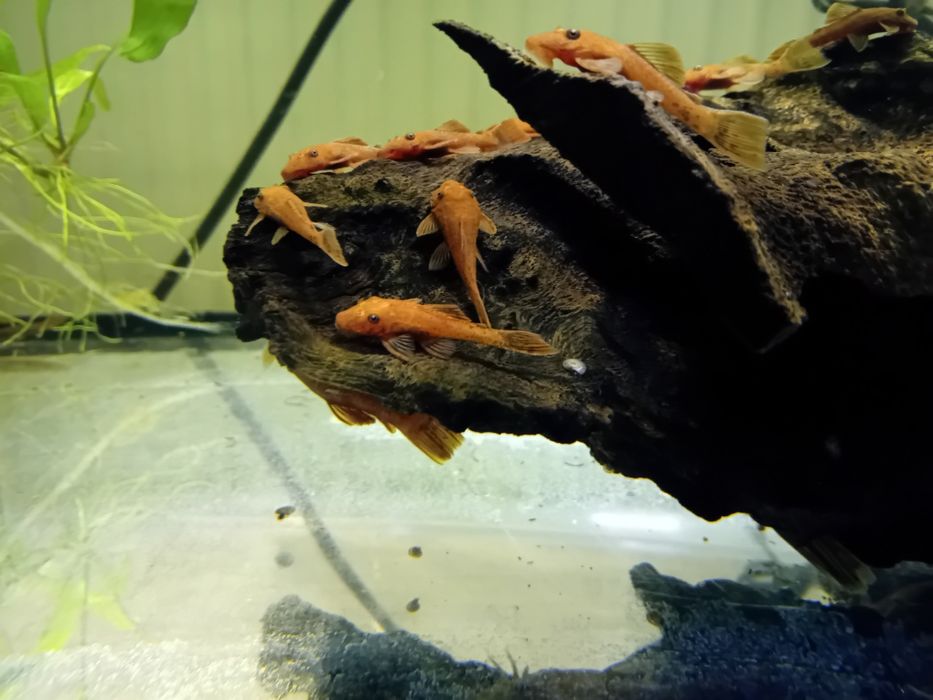 Zbrojnik glonojad red welon samiec  samica