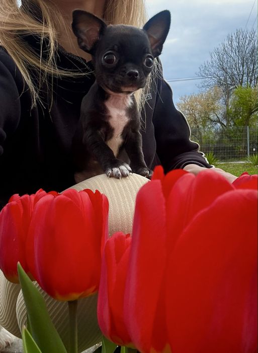 Chihuahua suczka czarna