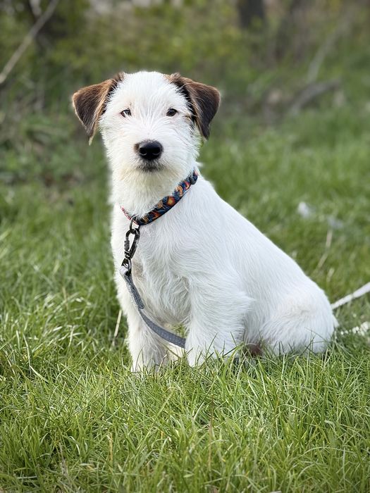 Хлопчик  джек рассел тер‘єр