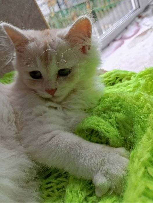 КІШЕЧКА чекає на родину.