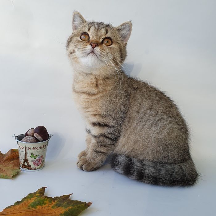 Киев Золотая шиншилла, породистые котята котенок котик, с документами