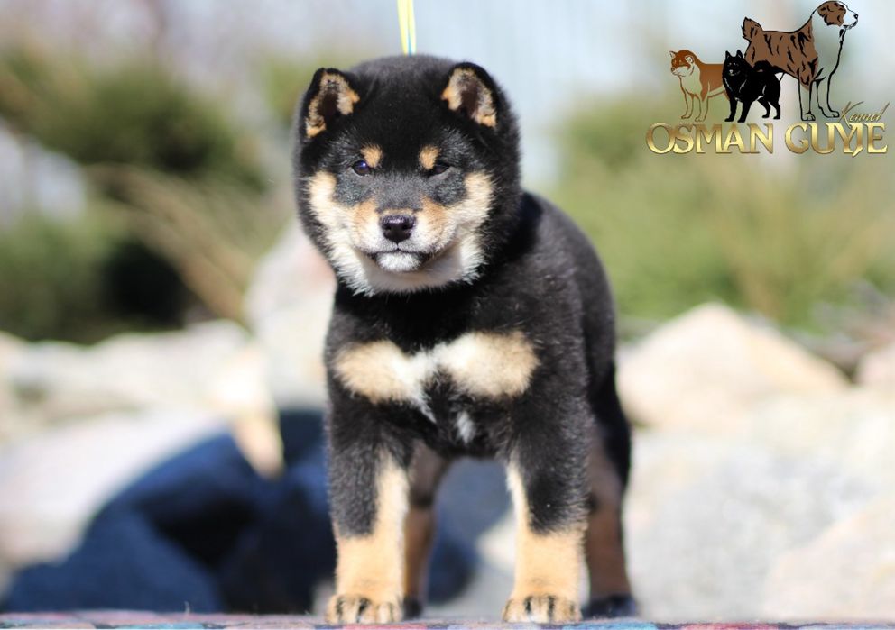 Шикарний хлопчик Шиба іну Сіба іну Shiba
