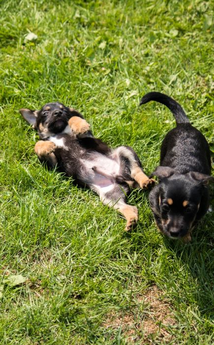 Lola i Bolo szukają domu na zawsze