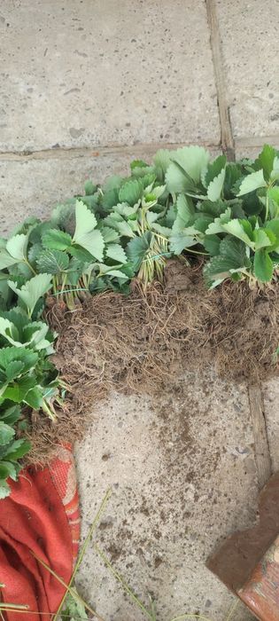 Саджанці полуниці, саженцы клубники  копанка та вуса клодія та румба, альба
