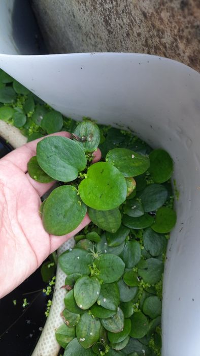 Planta superficie para aquario ou lago