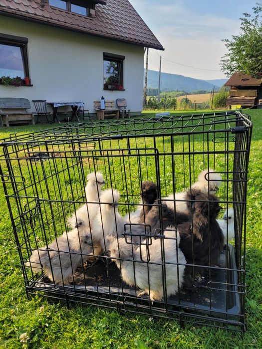 Silka jedwabista silki młode tegoroczne lokowane