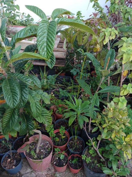 Vendo várias plantas