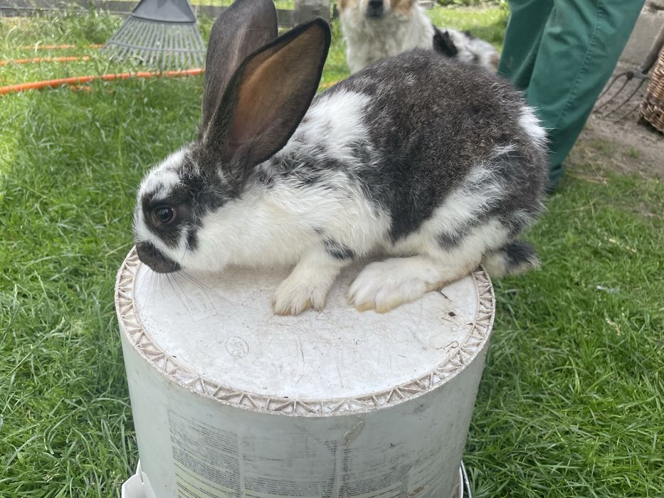Zdrowe młode króliki hodowlane (różne kolory / samce i samice)