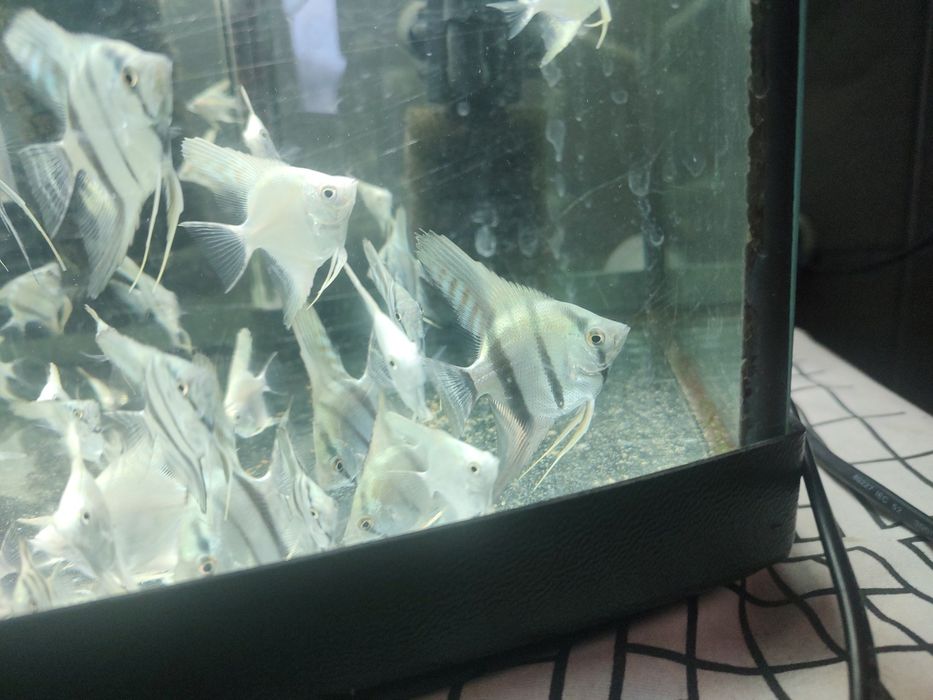 Skalary młode srebrne, białe z własnej hodowli