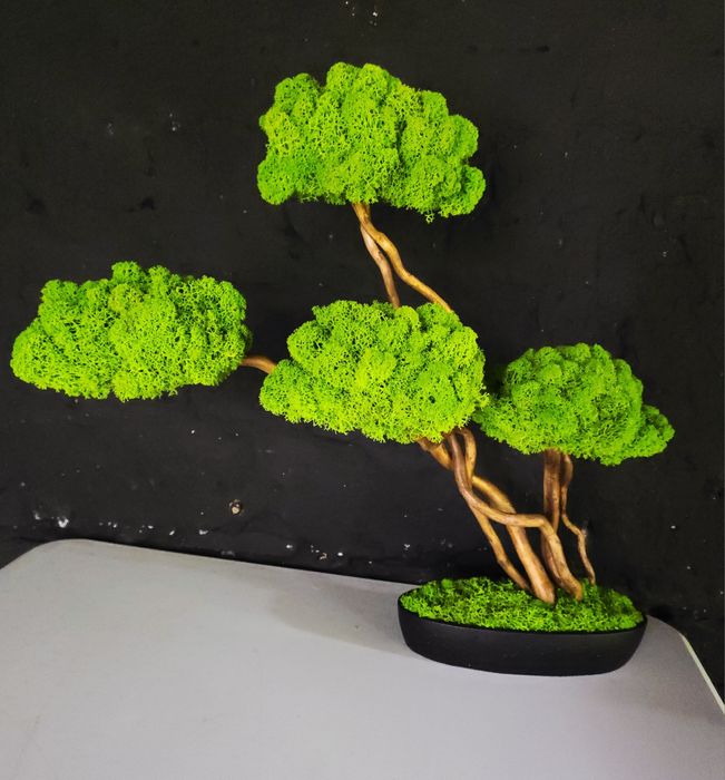 Drzewko bonsai z mchem chrobotkiem. Mech Chrobotek. Prezent. Dekoracje